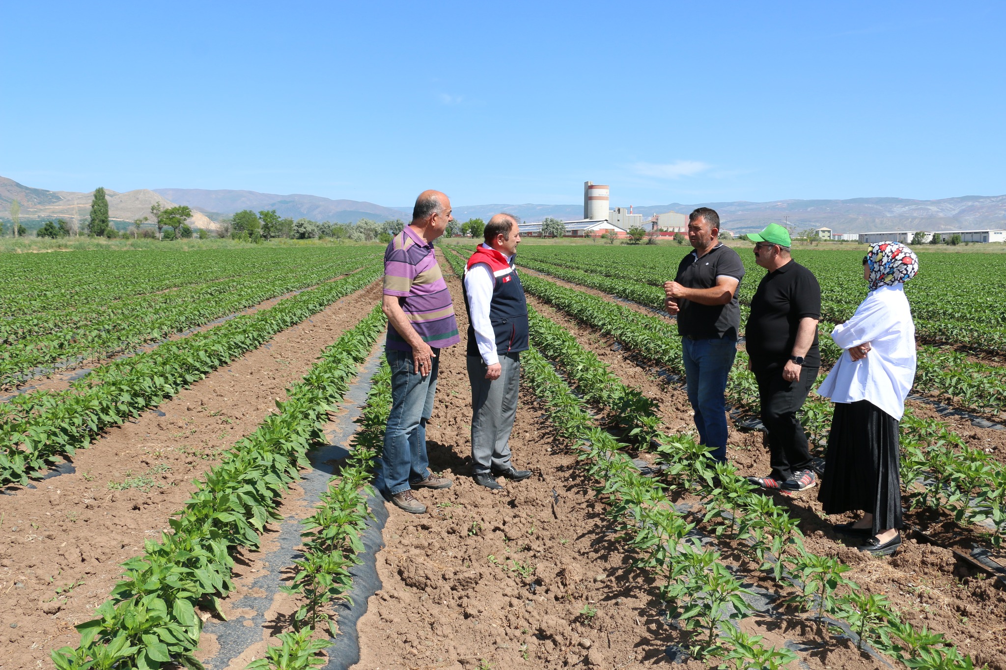 Erzincan’da sebzecilik sektörüne büyük yatırım