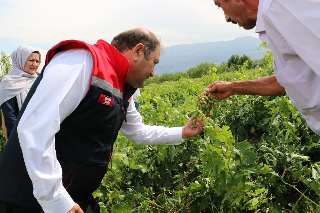 Üzümlü’ de dolu zarar verdi