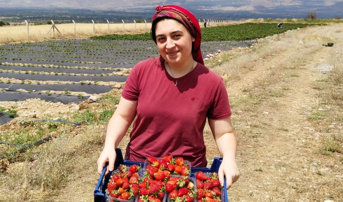 Erzincan’da yaz mevsiminin sonlarına