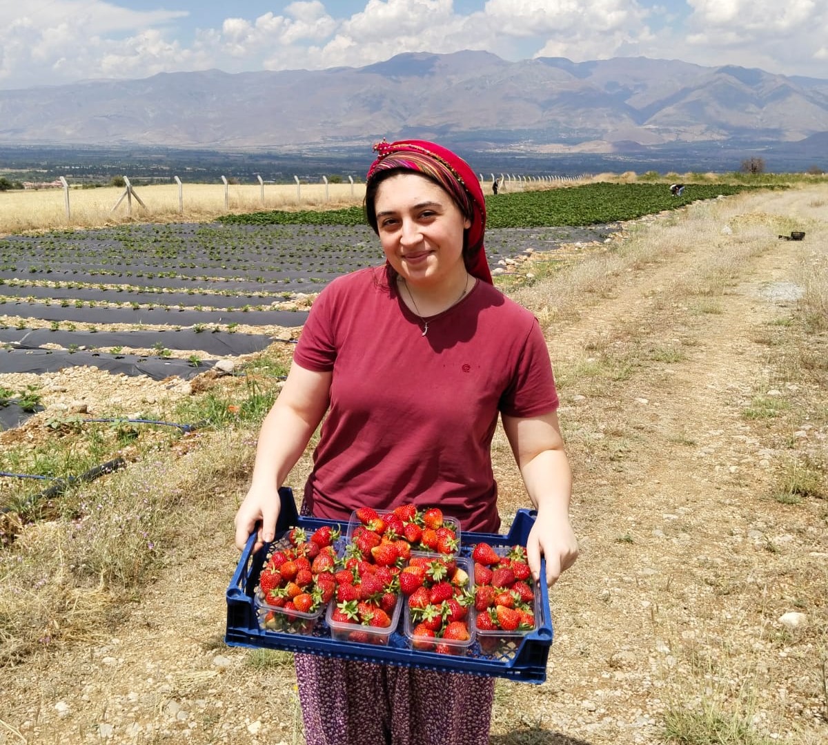 Erzincan’da ikinci çilek hasadı başladı