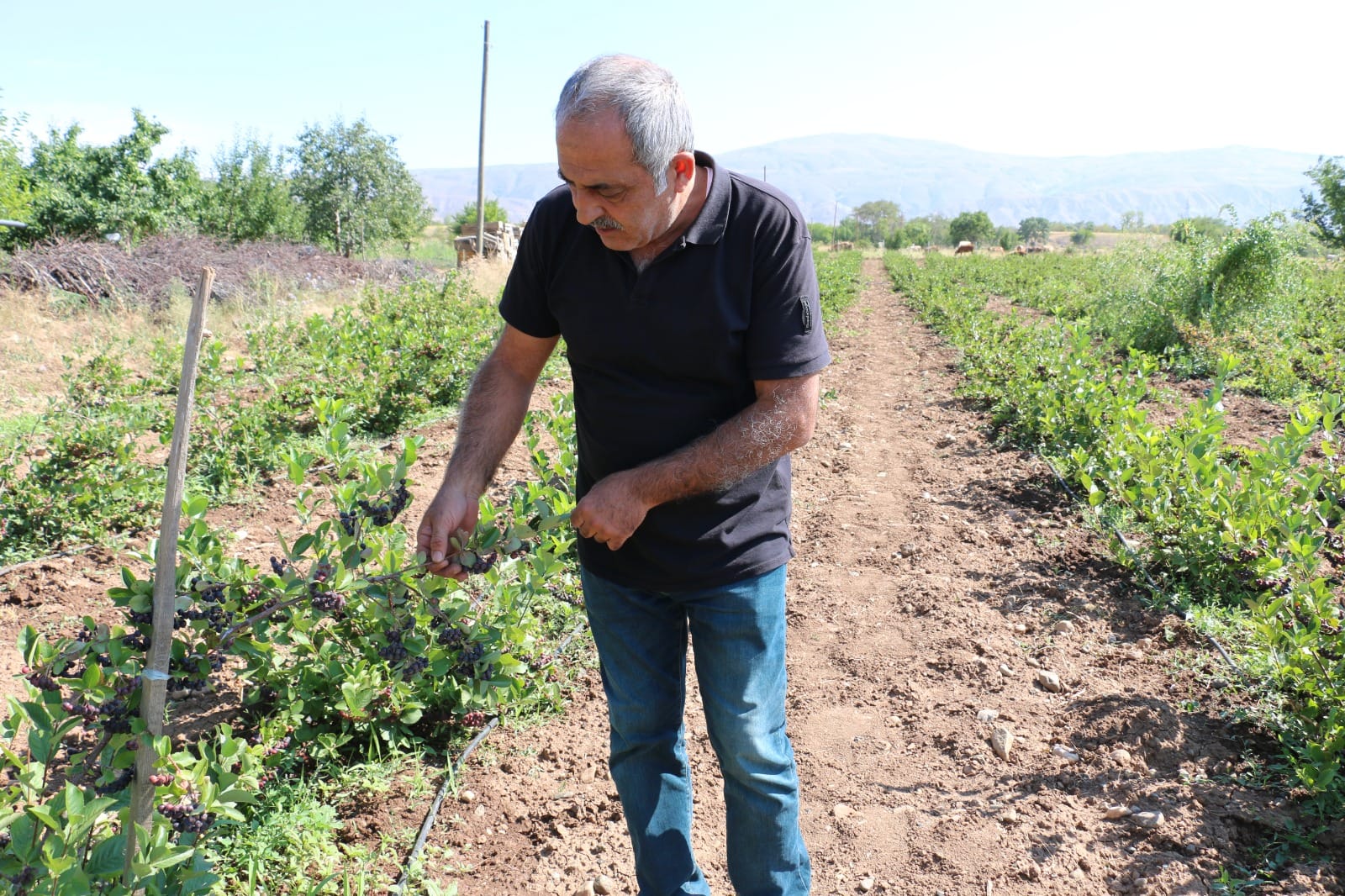 Süper meyvede hasat zamanı; faydaları saymakla bitmiyor