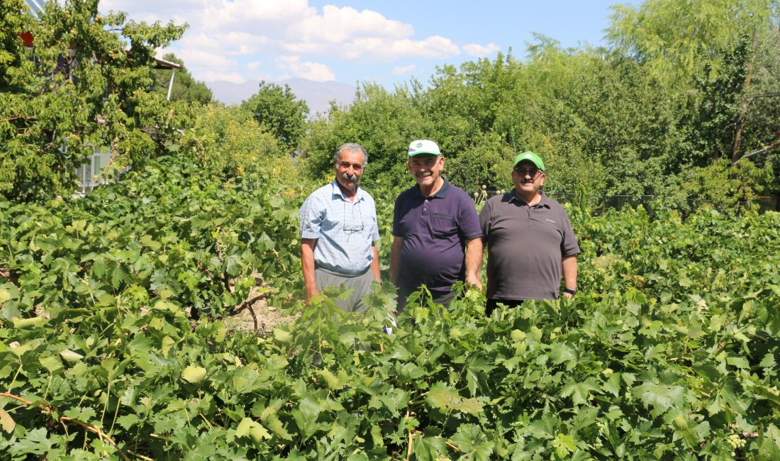 Erzincan tarım sektörü, renkli