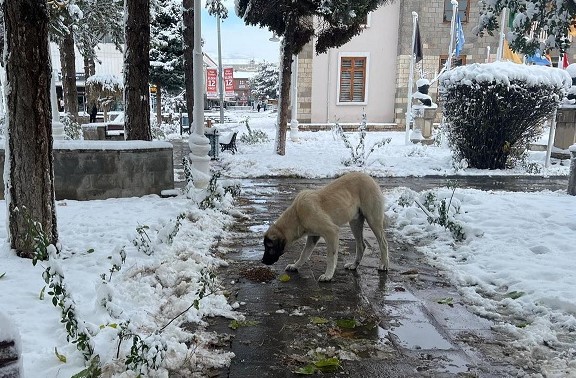 Sokak hayvanları için besleme çalışmaları düzenli olarak devam ediyor