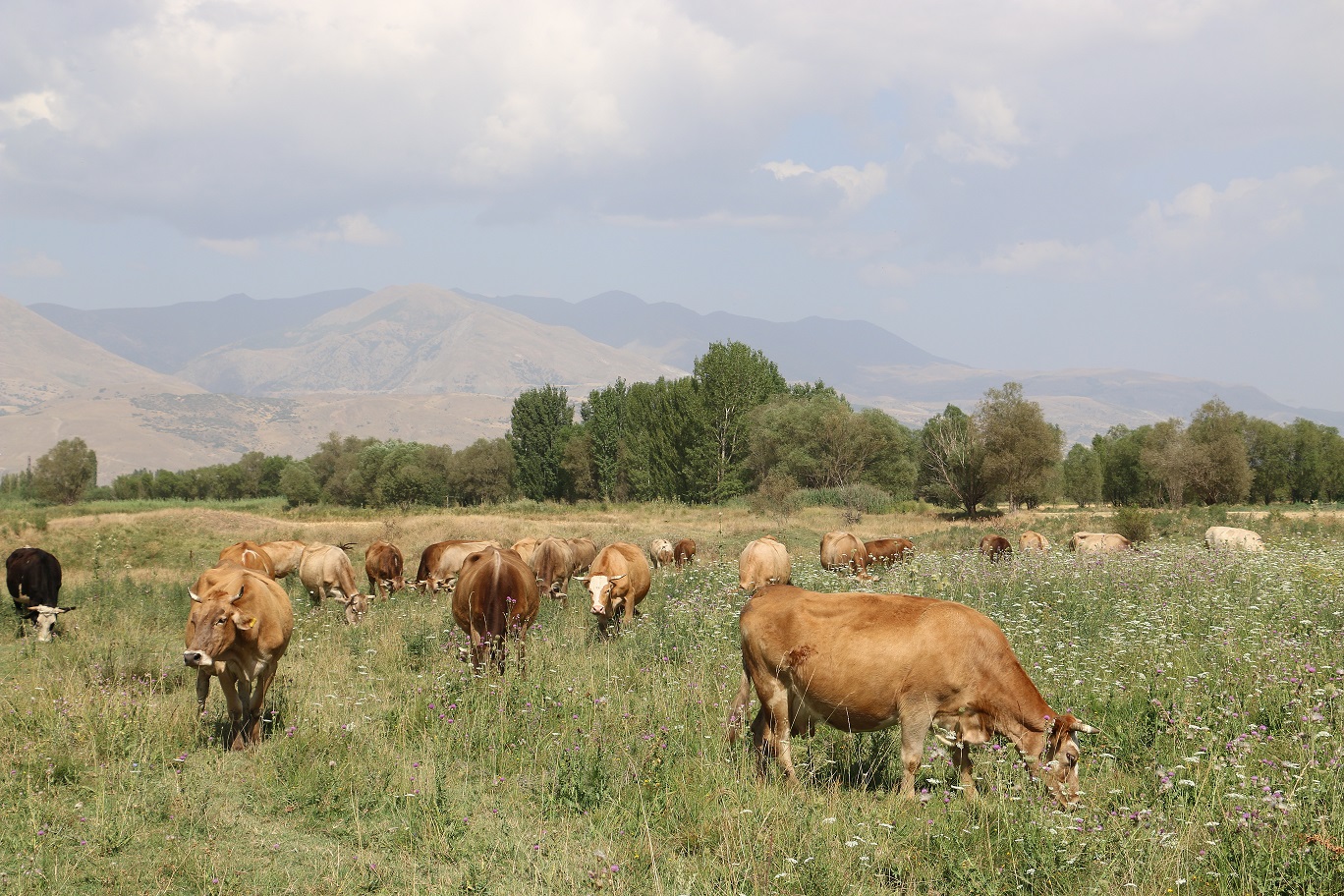 Erzincan’da son 8 yılda 57 bin dekar alanda ıslah çalışması yapıldı